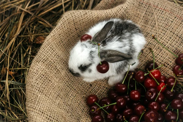 체리 딸기와 함께 앉아 귀여운 토끼 — 스톡 사진