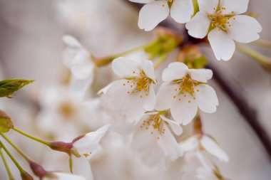 Zemin üzerinde doğal arka plan olarak çiçek beyaz sakura çiçek bulanık