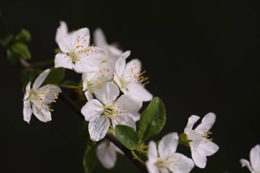 Zemin üzerinde doğal arka plan olarak çiçek beyaz sakura çiçek bulanık