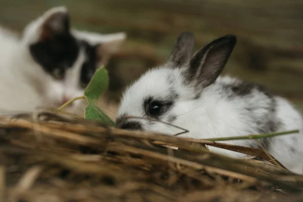 Mignon petit lapin et petit chat flou — Photo