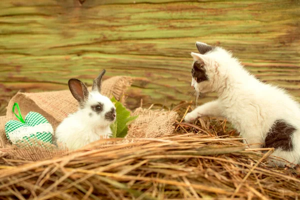 Mignon petit lapin et petit chat jouant dans le foin naturel — Photo