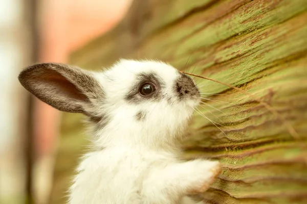 Cute rabbit standing at wooden wall