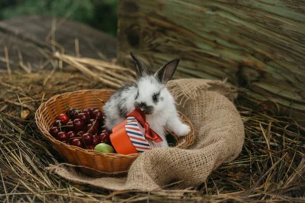 Sød kanin sidder i vidjer skål med kasse og kirsebær - Stock-foto