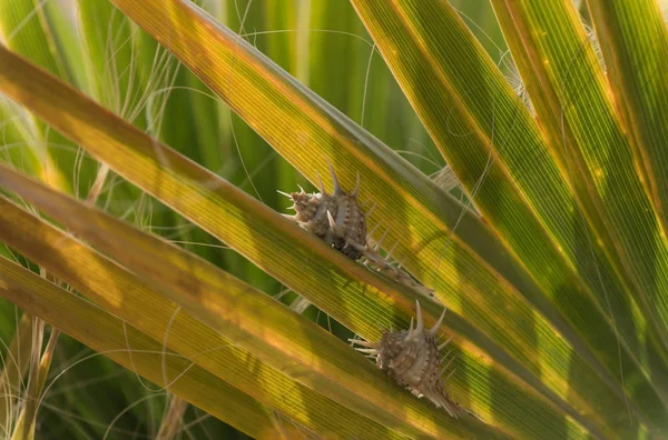 Schöne Meeresschnecken kriechen auf langen grünen Blättern — Stockfoto