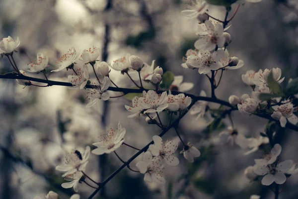 Weiße Sakura-Blume blüht als natürlicher Hintergrund auf verschwommenem Hintergrund — Stockfoto
