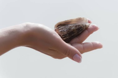 Güzel deniz kabuğu el '