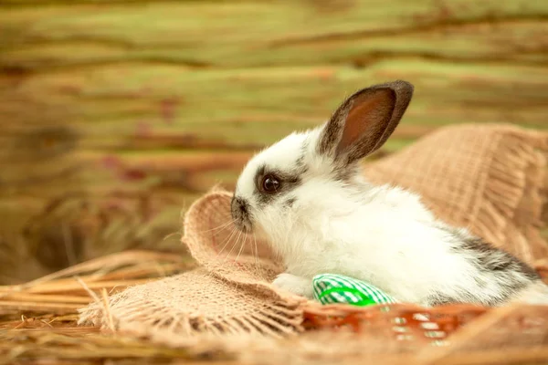 Cute rabbit bunny sitting in natural hay — Stock Photo, Image