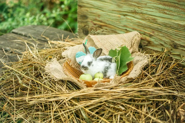 Lapin lapin mignon assis dans un bol en osier avec coeur vert — Photo