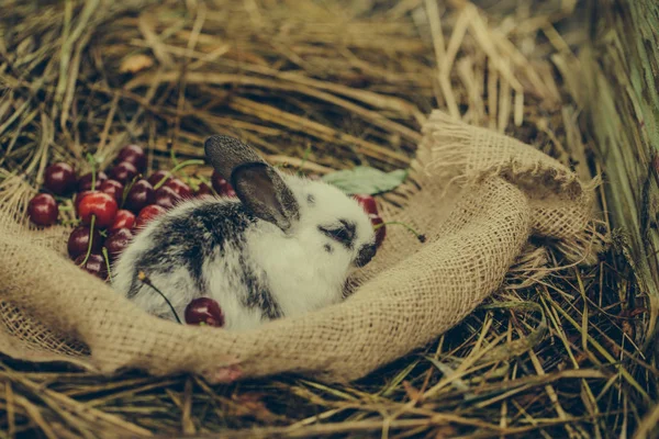 체리 딸기와 함께 앉아 귀여운 토끼 — 스톡 사진