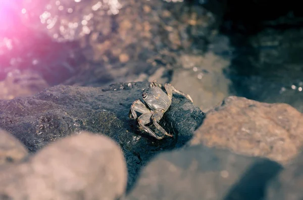 Graue Krabbe auf nassem Stein im Meer — Stockfoto