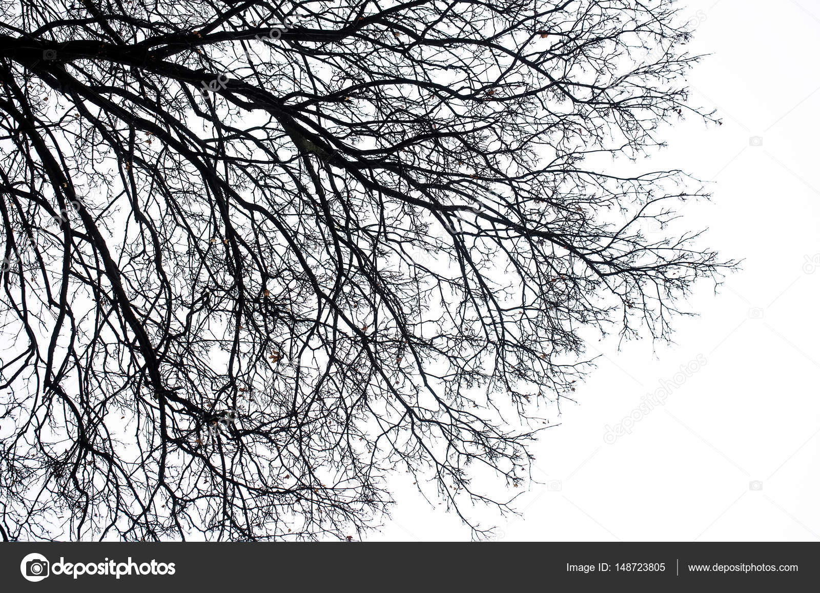 Dark Silhouette Of Bare Tree Branches Stock Photo Image By C Tverdohlib Com Dark Silhouette Of Bare Tree Branches Stock Photo Image By C Tverdohlib Com