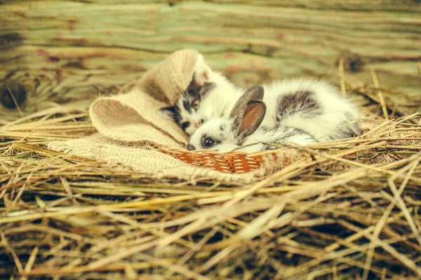 Cute small rabbit and little cat lying in natural hay — Stock Photo, Image