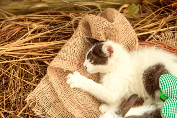 Roztomilá malá kočka ležící v proutěná ošatka — Stock fotografie