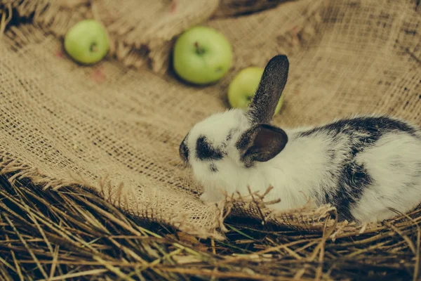 Sød kanin sniffing gule æbler på sæk - Stock-foto
