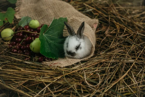 체리와 건초에 사과 자루에 귀여운 토끼 — 스톡 사진