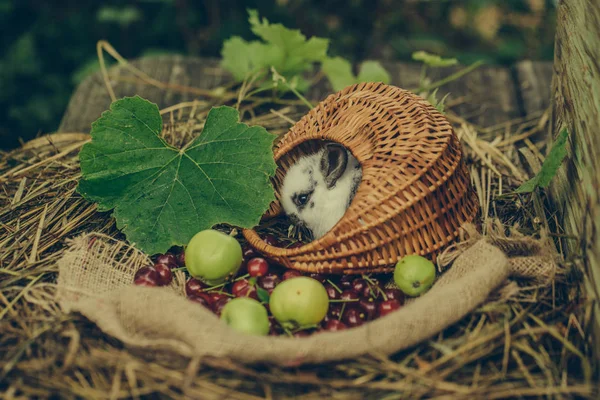 체리와 사과 바구니에 앉아 귀여운 토끼 — 스톡 사진