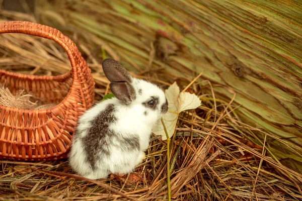 Mignon lapin assis au panier en osier sur du foin naturel — Photo