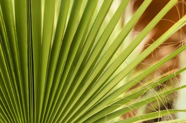 Feuilles de palmier éventail vert — Photo