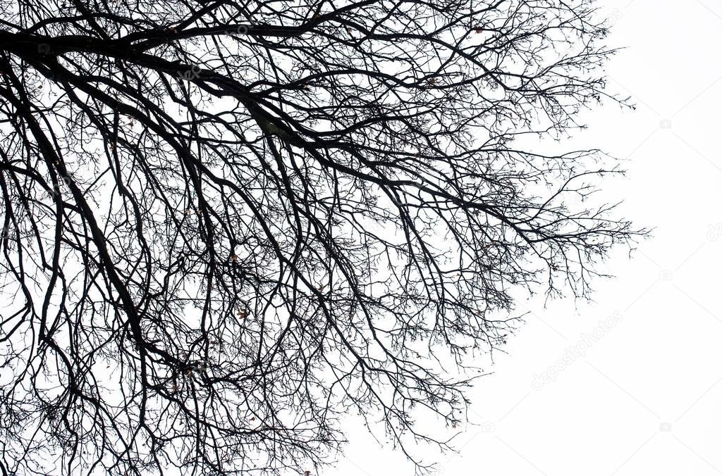 Dark silhouette of bare tree branches — Stock Photo © Tverdohlib.com ...