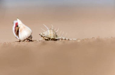 Bej renkli arka plan üzerinde güzel deniz salyangoz kabukları