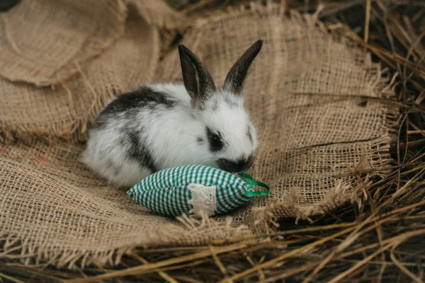 Mignon lapin couché avec coeur vert sur sac — Photo