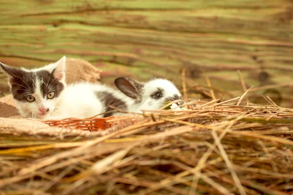 可爱的小兔子和小母猫躺在自然干草 — 图库照片
