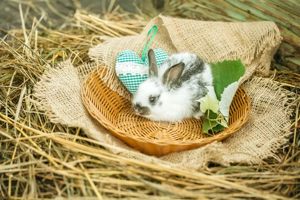 Lapin lapin mignon assis dans un bol en osier avec coeur vert — Photo