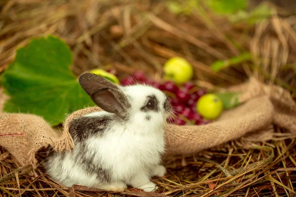 Roztomilý králík sedí s třešňové červené bobule a žlutého jablka — Stock fotografie