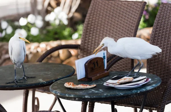 Cute wild bird eating pizza on table in cafe — Stock Photo, Image