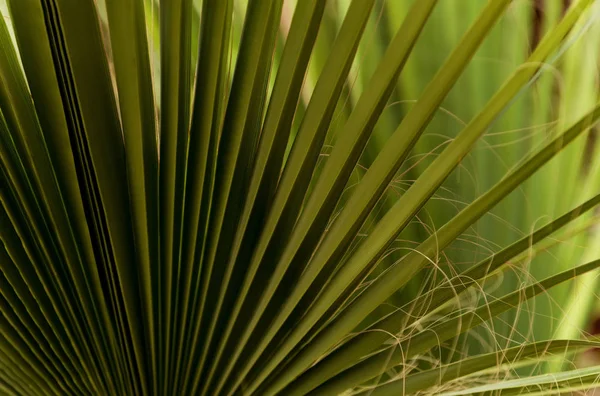 Gröna fläkt palmblad — Stockfoto