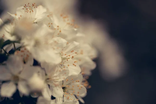 Fiore di sakura bianco che sboccia come sfondo naturale su sfondo sfocato — Foto Stock