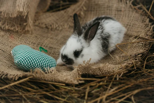 Mignon lapin couché avec coeur vert sur sac — Photo