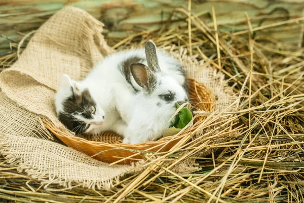 Mignon petit lapin et petit chat couché sur du foin naturel — Photo