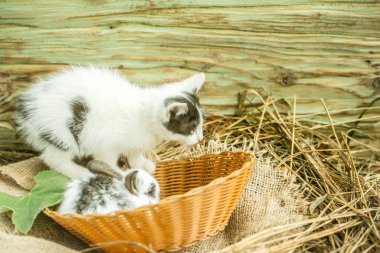 Şirin küçük kedi ve küçük tavşan çul üzerinde oturan