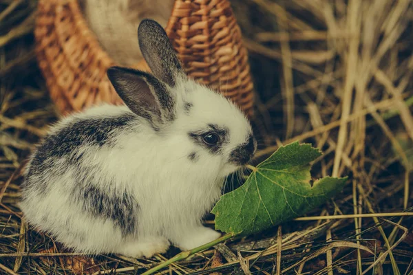 귀여운 토끼 바구니에 녹색 잎에 앉아 — 스톡 사진