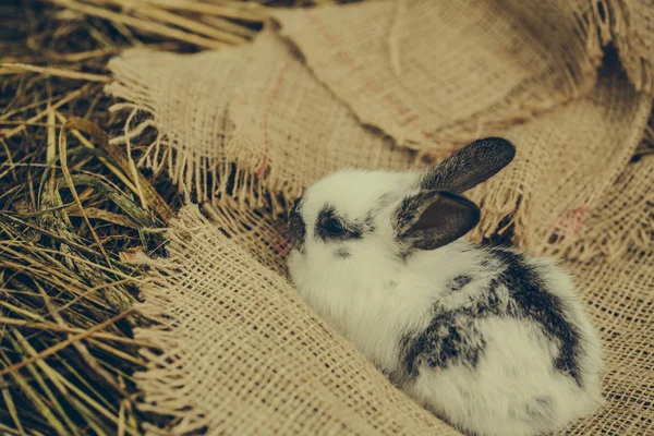 Mignon lapin couché sur le sac — Photo