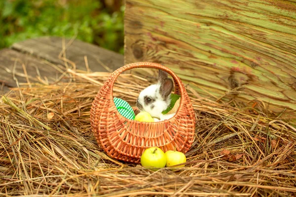 Mignon lapin assis dans un panier en osier avec des pommes jaunes — Photo