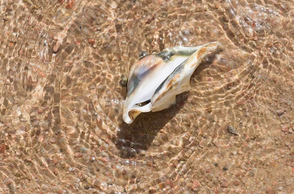 Bella conchiglia marina in acqua di mare — Foto Stock