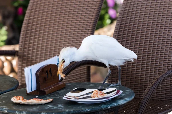 Cute wild bird eating pizza on table in cafe — Stock Photo, Image