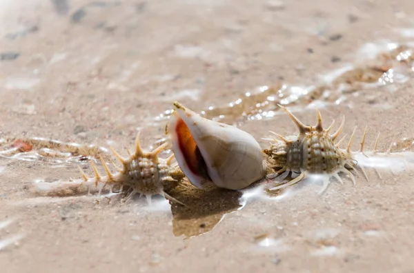 Belle conchs spina sul fondo di sabbia in mare acque poco profonde — Foto Stock
