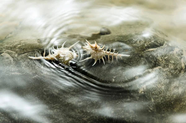 Belle conchiglie marine sott'acqua sulla riva rocciosa — Foto Stock