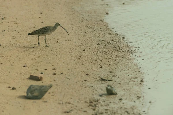 Lindo pájaro gris caminando en la playa de arena húmeda a lo largo de la orilla del mar —  Fotos de Stock