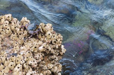 Gri Yengeç denizde ıslak taş