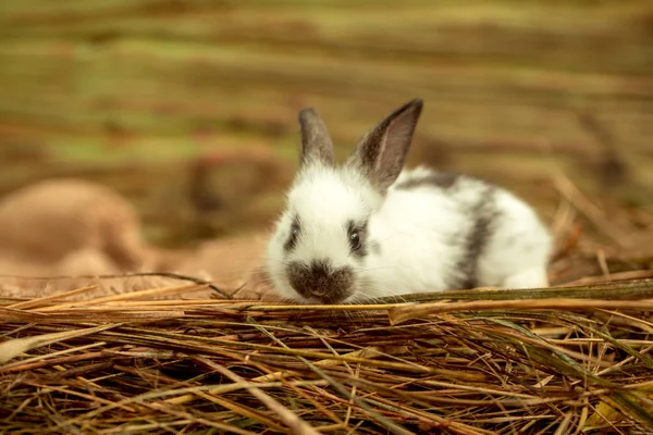 Niedliches Kaninchen im natürlichen Heu sitzend — Stockfoto