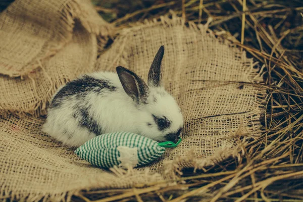 Mignon lapin couché avec coeur vert sur sac — Photo