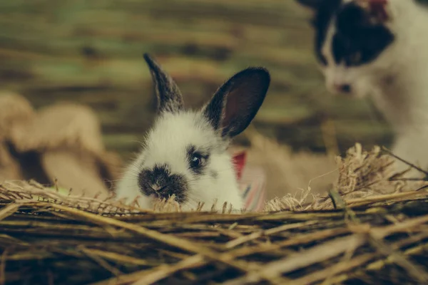 귀여운 작은 토끼와 흐리게 작은 고양이 — 스톡 사진