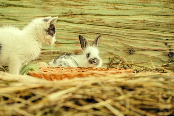 Mignon petit chat et petit lapin jouant dans le foin — Photo