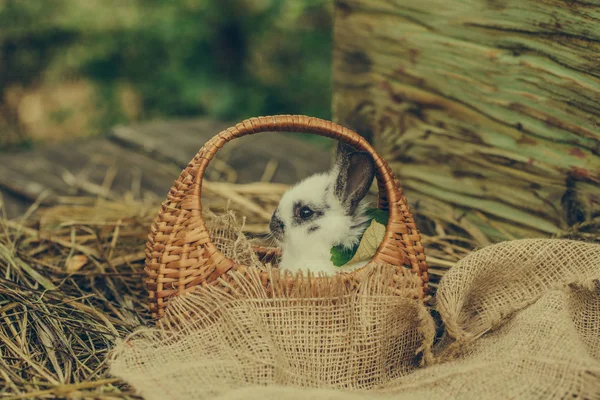 귀여운 토끼 바구니에 앉아 — 스톡 사진