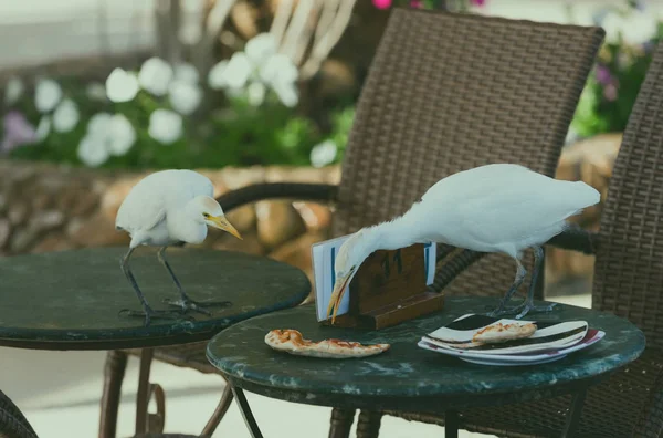 Cute wild birds eating pizza on tables in cafe — Stock Photo, Image