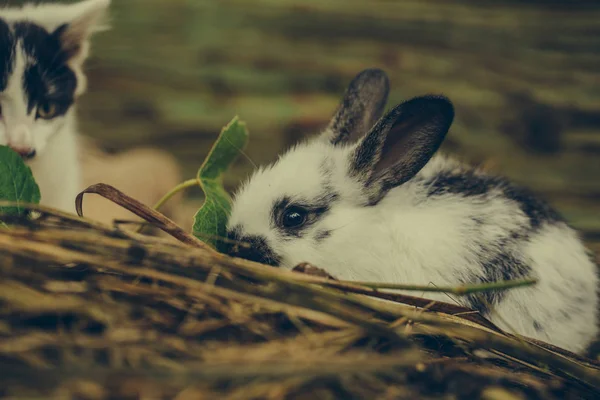 Ładny mały królik i niewyraźne mały kot — Zdjęcie stockowe